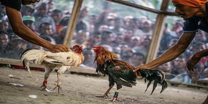 Bí kíp chơi đá gà trực tuyến luôn thắng từ cao thủ